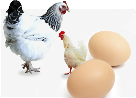 macsumsuk-growfeed-mineral-on-laying-hens-research