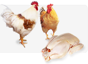 macsumsuk growfeed mineral on broilers hen research