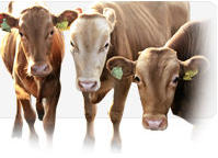 Macsumsuk Growfeed Research on Cattle